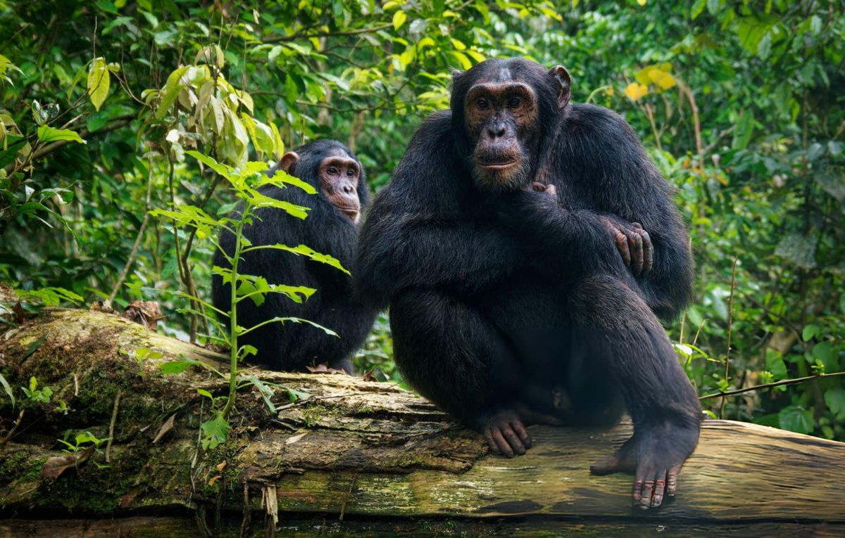 Primate Capital of the World